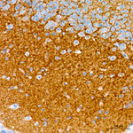 ICAM-5 Antibody in Immunohistochemistry (Paraffin) (IHC (P))