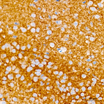 ICAM-5 Antibody in Immunohistochemistry (Paraffin) (IHC (P))