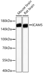 ICAM-5 Antibody in Western Blot (WB)