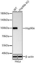 HSP90 alpha Antibody in Western Blot (WB)