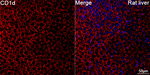 CD1d Antibody in Immunohistochemistry (Paraffin) (IHC (P))