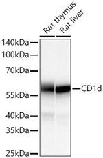 CD1d Antibody in Western Blot (WB)