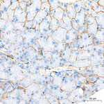 CD49f Antibody in Immunohistochemistry (Paraffin) (IHC (P))