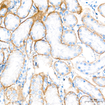 CD49f Antibody in Immunohistochemistry (Paraffin) (IHC (P))