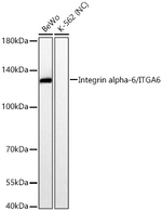 CD49f Antibody in Western Blot (WB)