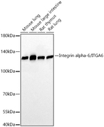 CD49f Antibody in Western Blot (WB)