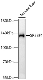 SREBP1 Antibody in Western Blot (WB)