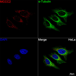 MCCC2 Antibody in Immunocytochemistry (ICC/IF)
