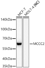 MCCC2 Antibody in Western Blot (WB)