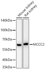 MCCC2 Antibody in Western Blot (WB)