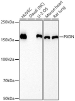 PXDN Recombinant Rabbit Monoclonal Antibody (4O8L10)