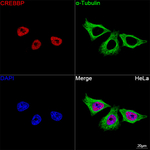 CBP Antibody in Immunocytochemistry (ICC/IF)