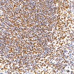 CBP Antibody in Immunohistochemistry (Paraffin) (IHC (P))