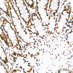 CBP Antibody in Immunohistochemistry (Paraffin) (IHC (P))
