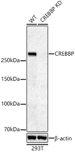 CBP Antibody in Western Blot (WB)