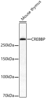 CBP Antibody in Western Blot (WB)