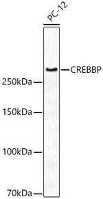 CBP Antibody in Western Blot (WB)