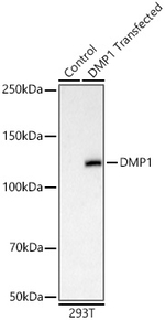 DMP1 Antibody in Western Blot (WB)