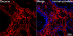 Decorin Recombinant Rabbit Monoclonal Antibody (9C6D9)