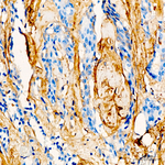 Decorin Antibody in Immunohistochemistry (Paraffin) (IHC (P))