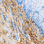 Decorin Antibody in Immunohistochemistry (Paraffin) (IHC (P))