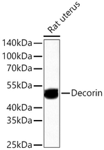 Decorin Antibody in Western Blot (WB)