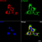 MFGE8 Antibody in Immunocytochemistry (ICC/IF)