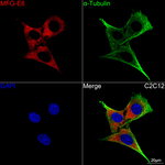MFGE8 Antibody in Immunocytochemistry (ICC/IF)