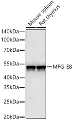 MFGE8 Antibody in Western Blot (WB)