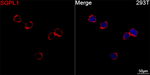 SGPL1 Antibody in Immunocytochemistry (ICC/IF)