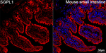 SGPL1 Antibody in Immunohistochemistry (Paraffin) (IHC (P))
