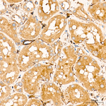 SGPL1 Antibody in Immunohistochemistry (Paraffin) (IHC (P))
