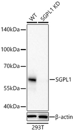SGPL1 Antibody in Western Blot (WB)