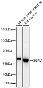 SGPL1 Antibody in Western Blot (WB)