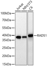 RAD51 Antibody in Western Blot (WB)