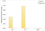METTL3 Antibody in ChIP Assay (ChIP)
