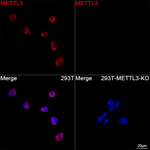 METTL3 Antibody in Immunocytochemistry (ICC/IF)