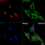 METTL3 Antibody in Immunocytochemistry (ICC/IF)