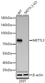 METTL3 Antibody in Western Blot (WB)