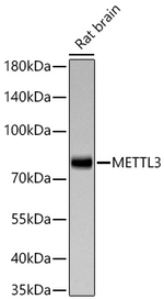 METTL3 Antibody in Western Blot (WB)