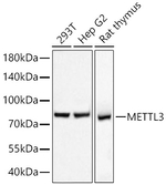 METTL3 Antibody in Western Blot (WB)