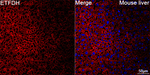ETFDH Antibody in Immunohistochemistry (Paraffin) (IHC (P))
