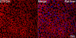 ETFDH Antibody in Immunohistochemistry (Paraffin) (IHC (P))