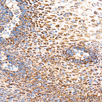 ETFDH Antibody in Immunohistochemistry (Paraffin) (IHC (P))