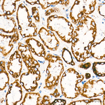 ETFDH Antibody in Immunohistochemistry (Paraffin) (IHC (P))