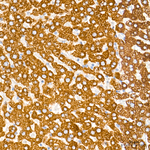 ETFDH Antibody in Immunohistochemistry (Paraffin) (IHC (P))