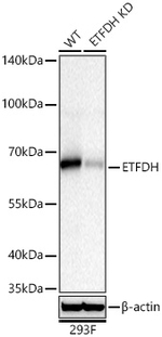 ETFDH Antibody in Western Blot (WB)