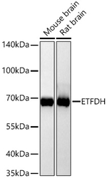 ETFDH Antibody in Western Blot (WB)