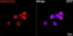SMARCAD1 Antibody in Immunocytochemistry (ICC/IF)