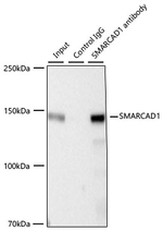 SMARCAD1 Antibody in Immunoprecipitation (IP)
